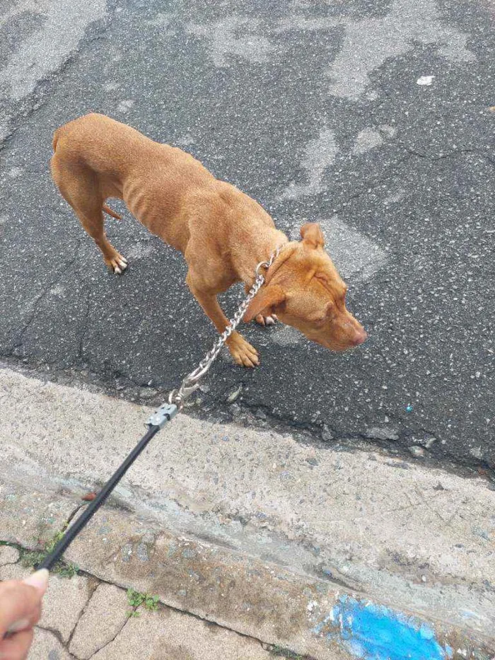 Cachorro raça Pitbull  idade 7 a 11 meses nome Pandora 