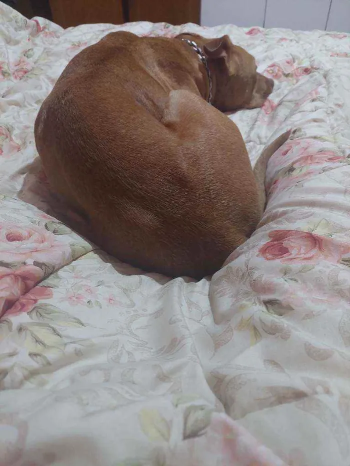 Cachorro raça Pitbull  idade 7 a 11 meses nome Pandora 