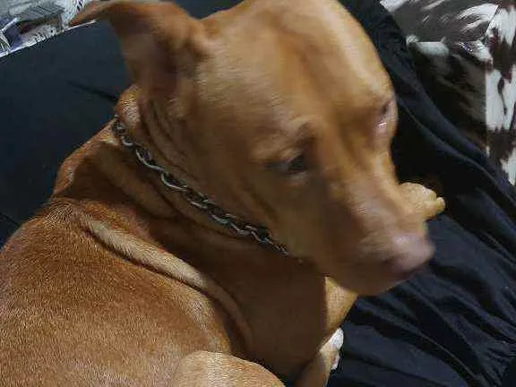 Cachorro raça Pitbull  idade 7 a 11 meses nome Pandora 