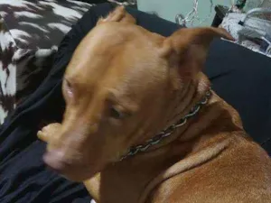 Cachorro raça Pitbull  idade 7 a 11 meses nome Pandora 