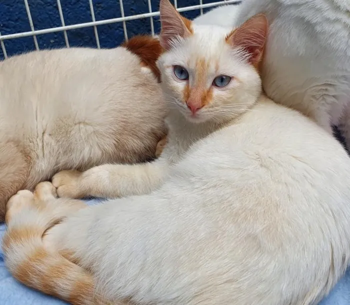 Gato raça SRD-ViraLata idade 2 a 6 meses nome CLAUDIO REDPOINT