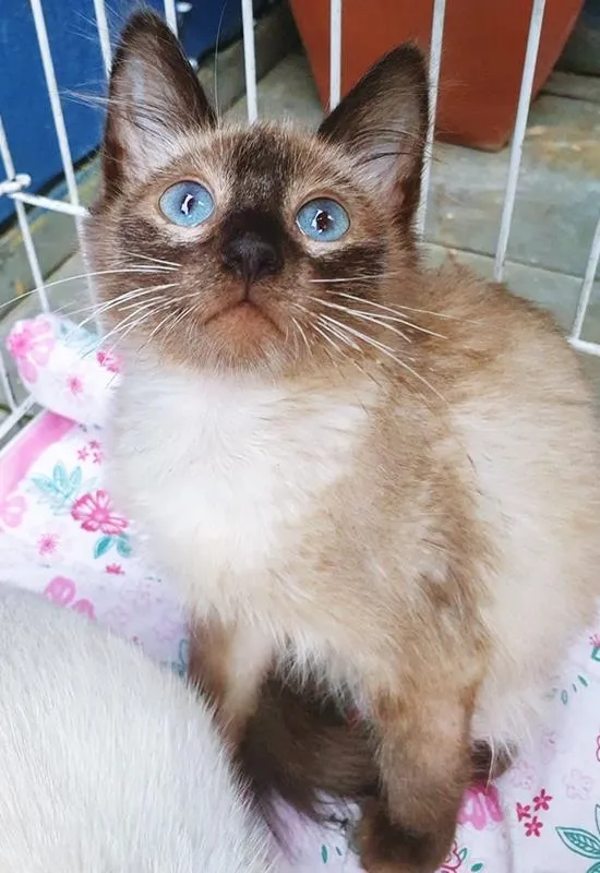 Gato raça SRD-ViraLata idade  nome EVERALDO SIAMÊS