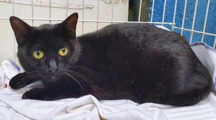 Gato raça SRD-ViraLata idade  nome PIETRA BLACK