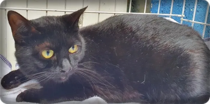 Gato raça SRD-ViraLata idade  nome PIETRA BLACK