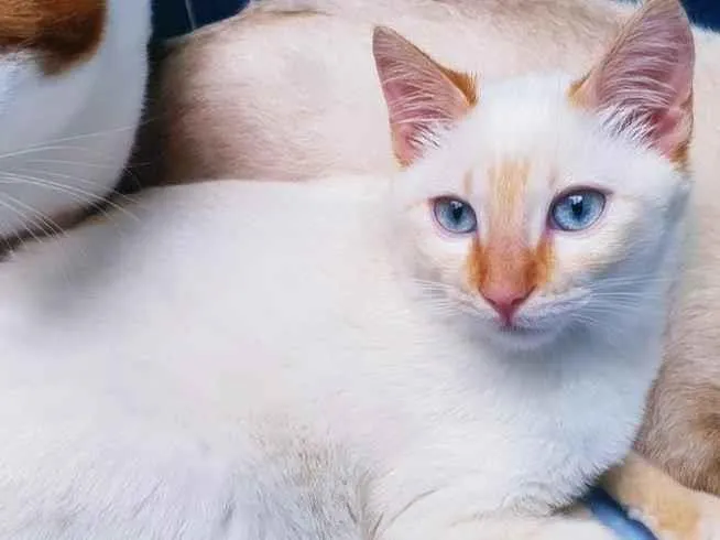 Gato raça SRD-ViraLata idade 2 a 6 meses nome CLAUDIO REDPOINT