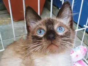 Gato raça SRD-ViraLata idade  nome EVERALDO SIAMÊS