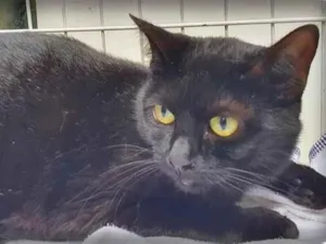 Gato raça SRD-ViraLata idade  nome PIETRA BLACK