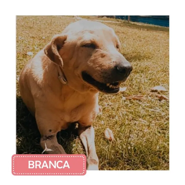 Cachorro raça SRD-ViraLata idade 4 anos nome Branca