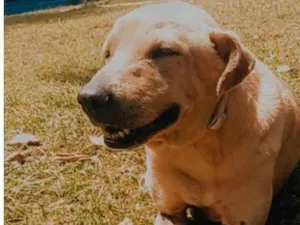 Cachorro raça SRD-ViraLata idade 4 anos nome Branca