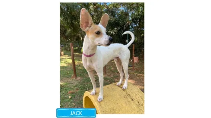 Cachorro raça SDR idade 1 ano nome JACK