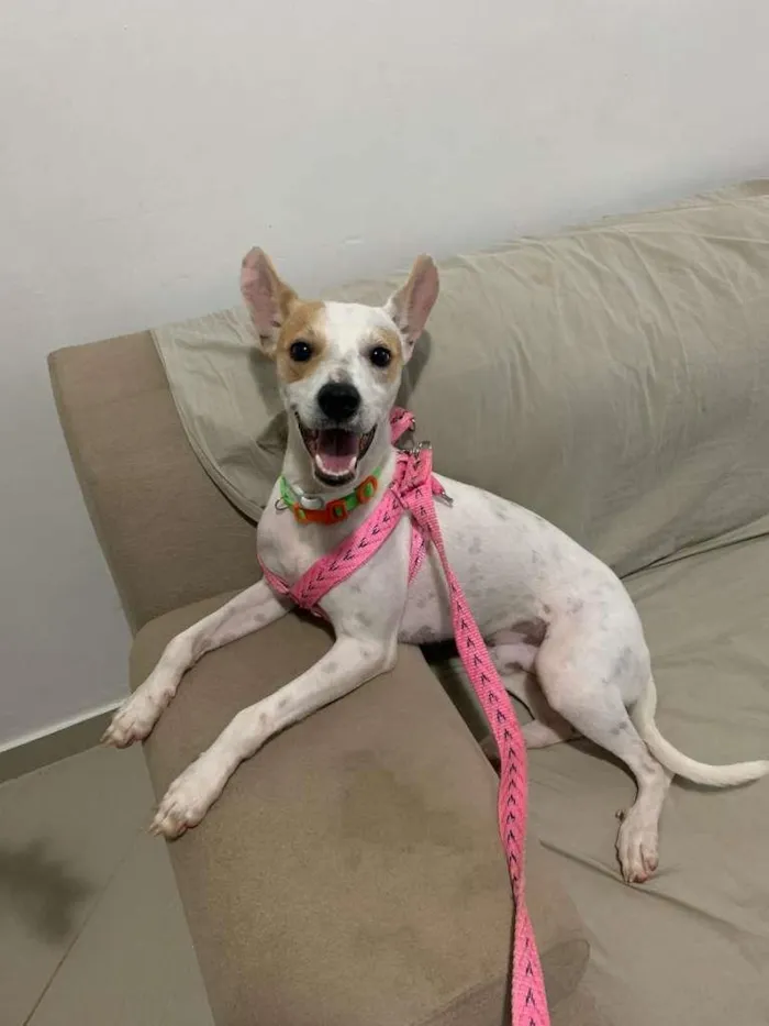 Cachorro raça SDR idade 1 ano nome JACK