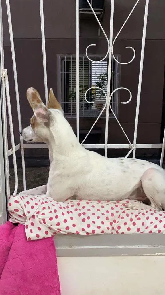 Cachorro raça SDR idade 1 ano nome JACK