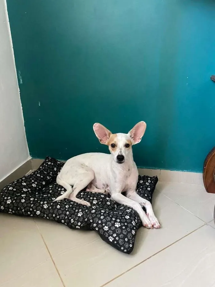 Cachorro raça SDR idade 1 ano nome JACK