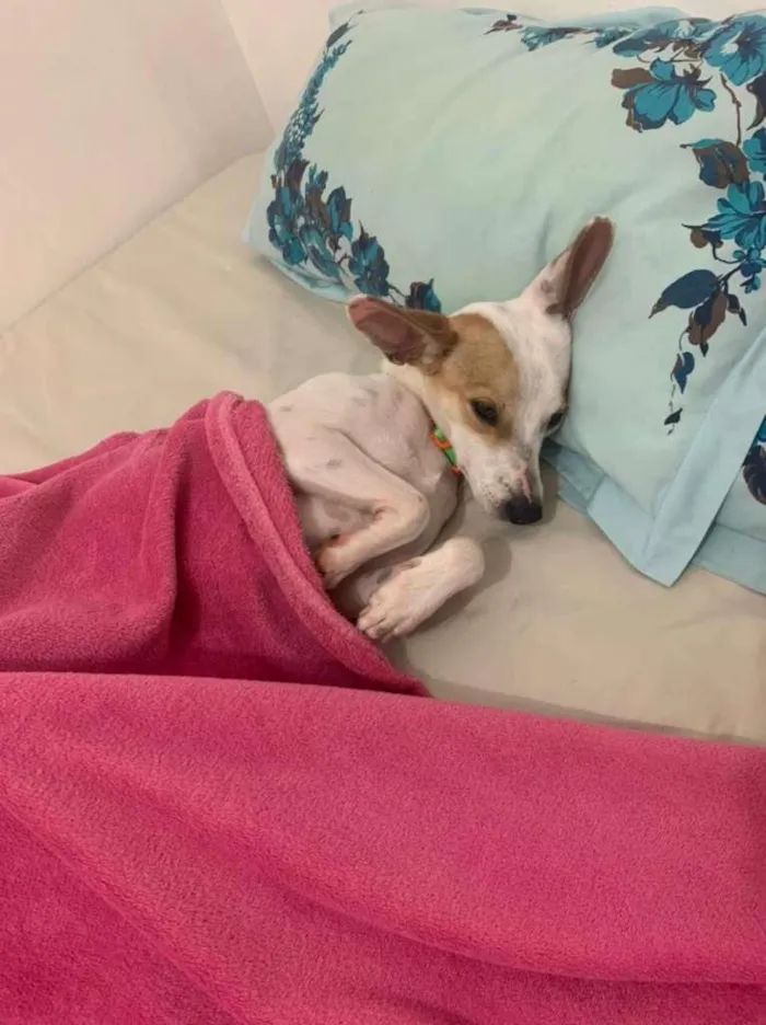 Cachorro raça SDR idade 1 ano nome JACK