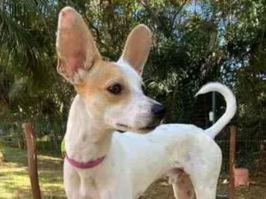 Cachorro raça SDR idade 1 ano nome JACK