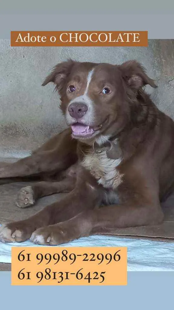 Cachorro ra a SRD idade 2 anos nome Chocolate 