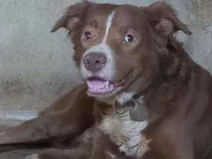 Cachorro raça SRD idade 2 anos nome Chocolate 