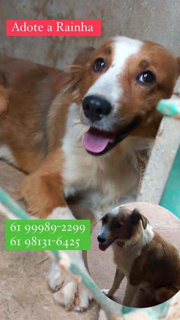 Cachorro ra a SRD idade 2 anos nome Rainha