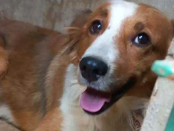 Cachorro ra a SRD idade 2 anos nome Rainha