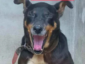 Cachorro raça SRD idade 2 anos nome Peteca