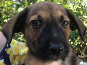 Cachorro raça SRD  idade 2 a 6 meses nome Sem nome