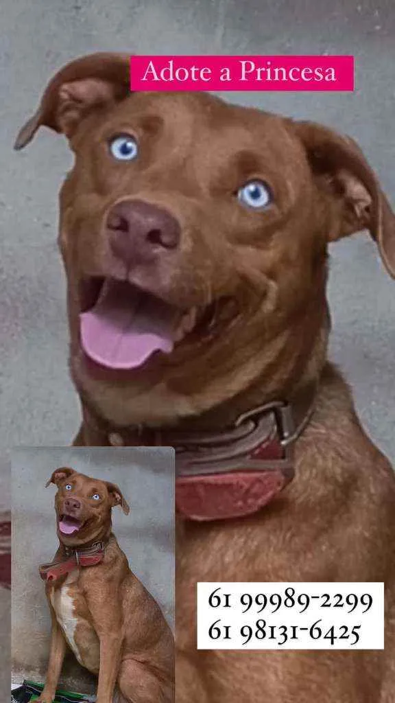 Cachorro ra a SRD idade 2 anos nome Princesa 