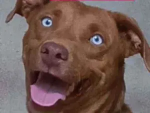 Cachorro raça SRD idade 2 anos nome Princesa 