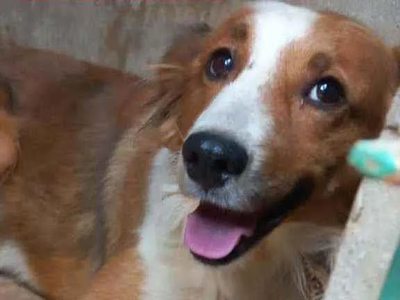 Cachorro ra a SRD idade 2 anos nome Rainha