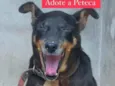 Peteca