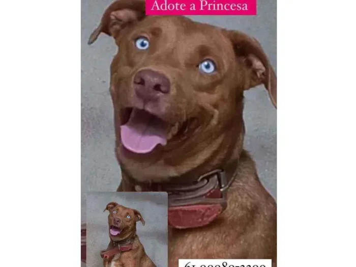 Cachorro ra a SRD idade 2 anos nome Princesa 