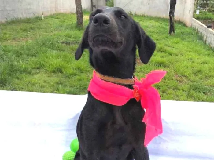 Cachorro raça SRD  idade 1 ano nome Amora