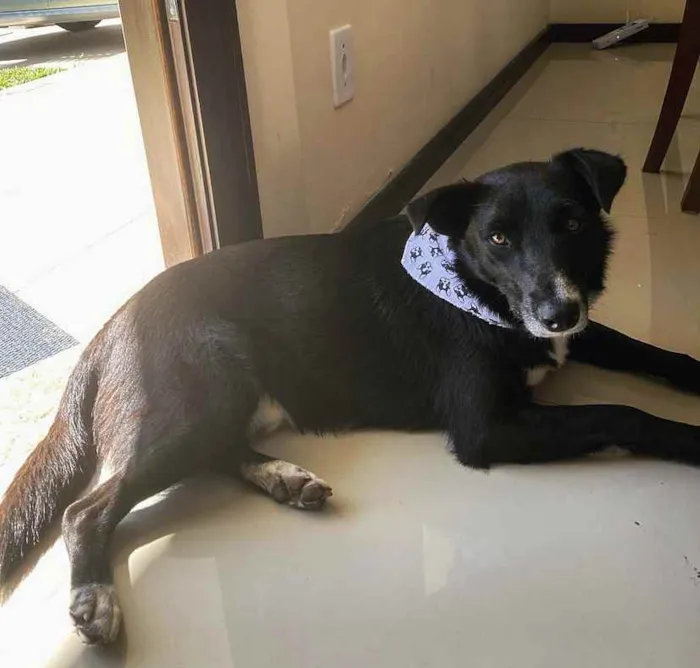 Cachorro ra a Sem raça definida idade  nome PUMA
