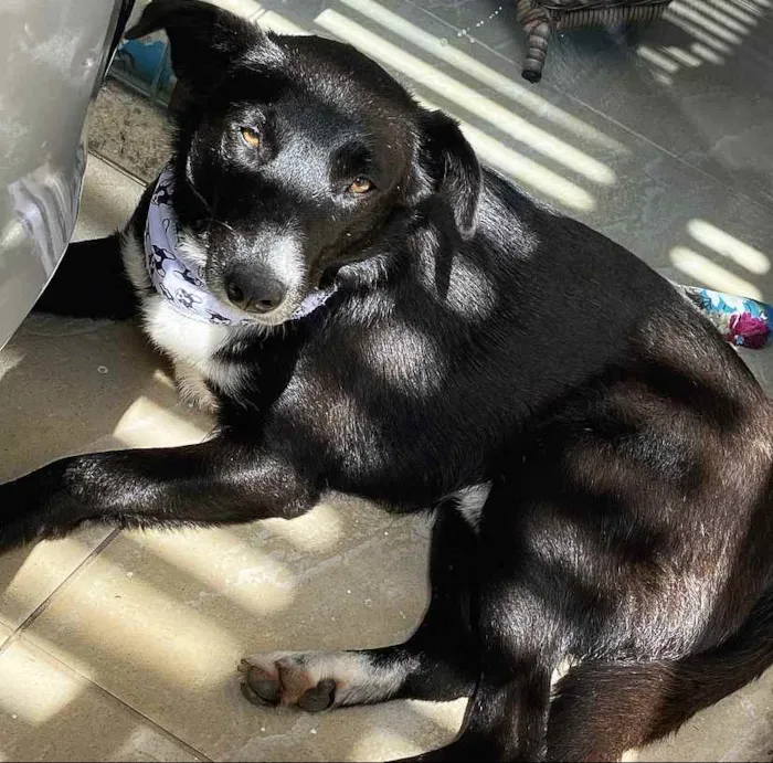 Cachorro ra a Sem raça definida idade  nome PUMA