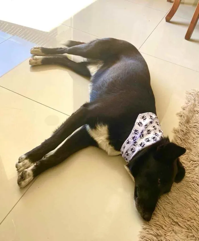 Cachorro ra a Sem raça definida idade  nome PUMA