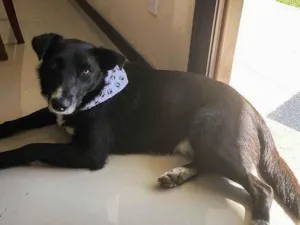 Cachorro raça Sem raça definida idade  nome PUMA