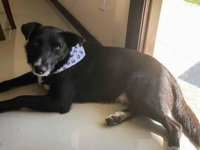 Cachorro ra a Sem raça definida idade  nome PUMA