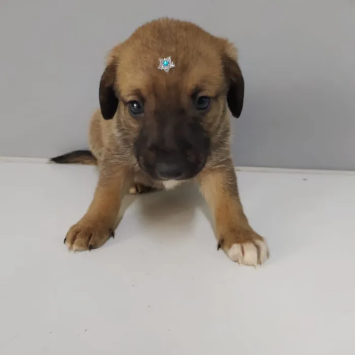 Cachorro raça SRD idade Abaixo de 2 meses nome Ludovico