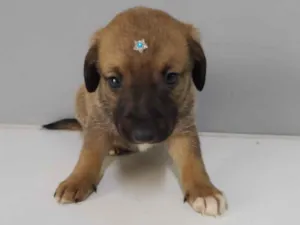 Cachorro raça SRD idade Abaixo de 2 meses nome Ludovico