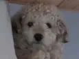 Dode