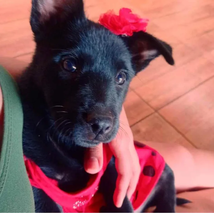 Cachorro raça Labrador idade 2 a 6 meses nome Mily