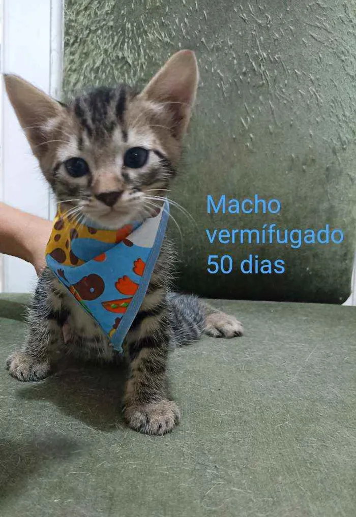 Gato ra a Srd idade 2 a 6 meses nome Gatinhos 