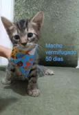 Gatinhos