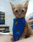 Gatinhos