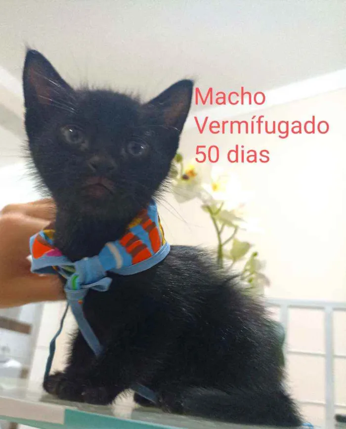 Gato ra a Srd idade 2 a 6 meses nome Gatinhos 