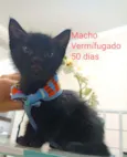 Gatinhos