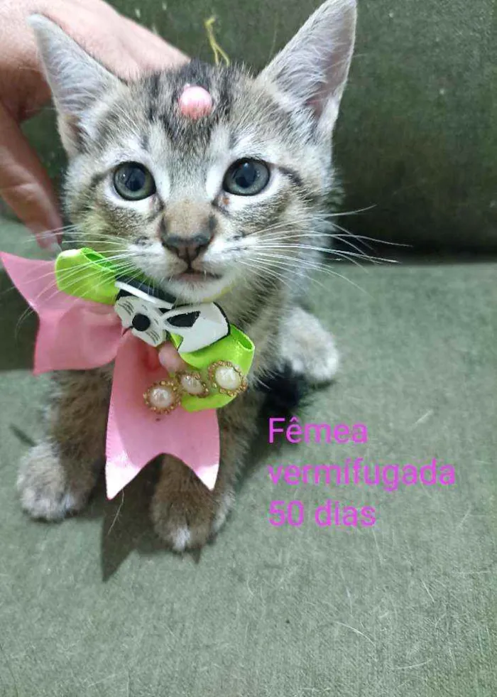 Gato ra a Srd idade 2 a 6 meses nome Gatinhos 