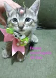 Gatinhos