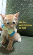 Gatinhos