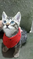 Gatinhos