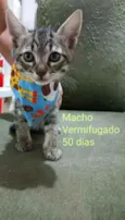 Gatinhos